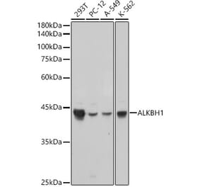 Western Blot - Anti-ALKBH1 Antibody [ARC2511] (A307362) - Antibodies.com