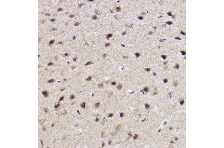 Immunohistochemistry - Anti-ALKBH1 Antibody [ARC2511] (A307362) - Antibodies.com