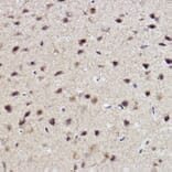 Immunohistochemistry - Anti-ALKBH1 Antibody [ARC2511] (A307362) - Antibodies.com