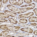 Immunohistochemistry - Anti-ALKBH1 Antibody [ARC2511] (A307362) - Antibodies.com