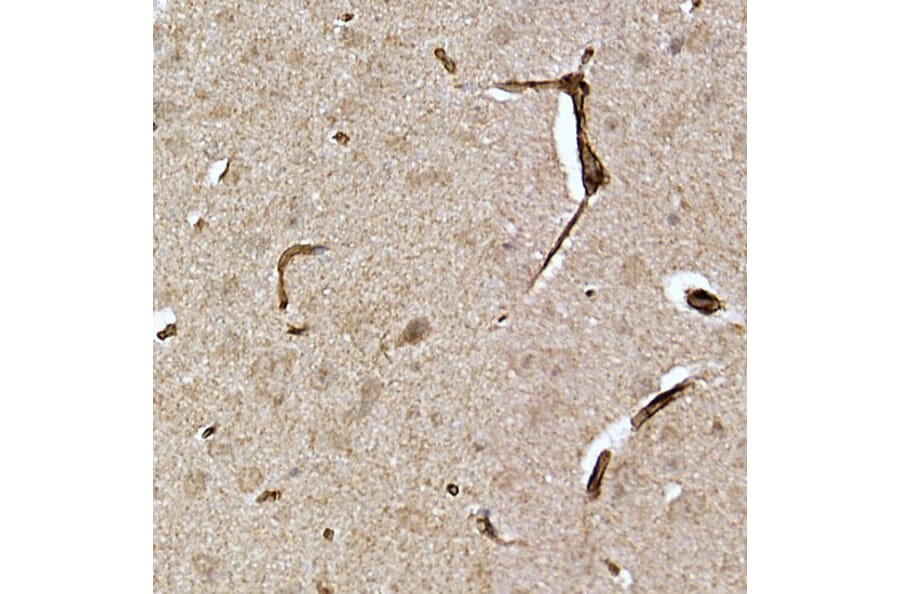 Immunohistochemistry - Anti-Caveolin-2 Antibody (A307367) - Antibodies.com
