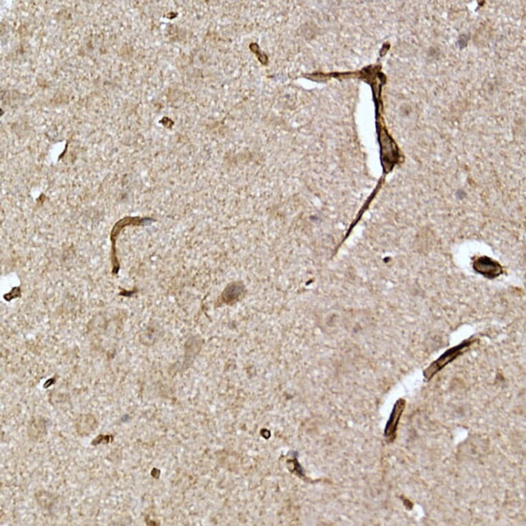 Immunohistochemistry - Anti-Caveolin-2 Antibody (A307367) - Antibodies.com