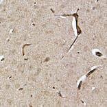 Immunohistochemistry - Anti-Caveolin-2 Antibody (A307367) - Antibodies.com
