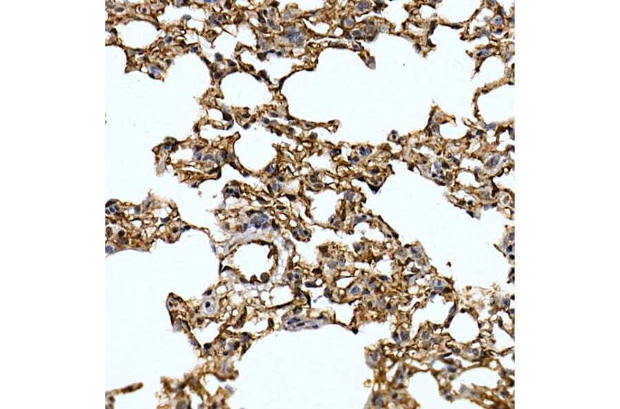 Immunohistochemistry - Anti-Caveolin-2 Antibody (A307367) - Antibodies.com