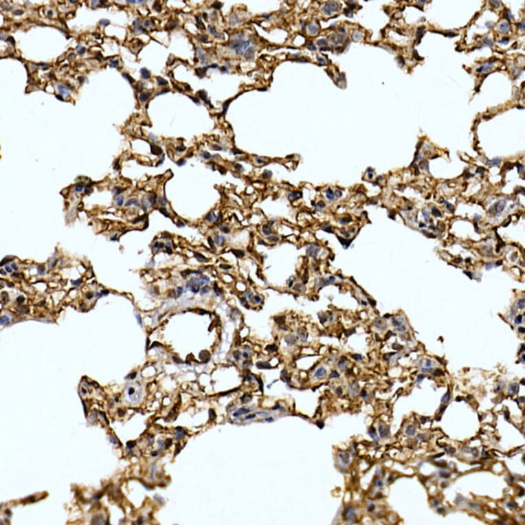 Immunohistochemistry - Anti-Caveolin-2 Antibody (A307367) - Antibodies.com