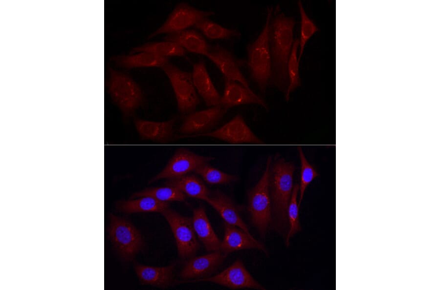 Immunofluorescence - Anti-Caveolin-2 Antibody (A307367) - Antibodies.com