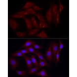 Immunofluorescence - Anti-Caveolin-2 Antibody (A307367) - Antibodies.com