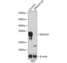 Western Blot - Anti-DNAJC9 Antibody (A307369) - Antibodies.com