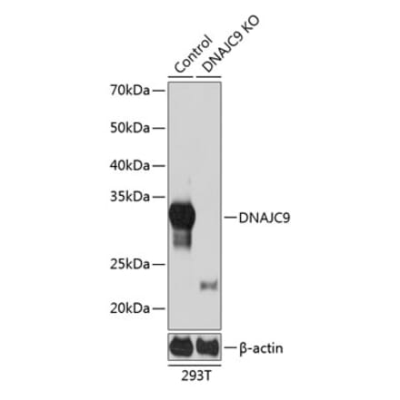 Western Blot - Anti-DNAJC9 Antibody (A307369) - Antibodies.com