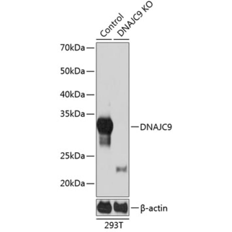 Western Blot - Anti-DNAJC9 Antibody (A307369) - Antibodies.com