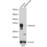 Western Blot - Anti-DNAJC9 Antibody (A307369) - Antibodies.com