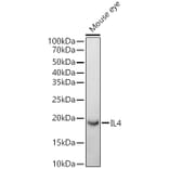 Western Blot - Anti-IL-4 Antibody (A307370) - Antibodies.com