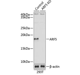 Western Blot - Anti-ARF5 Antibody (A307371) - Antibodies.com