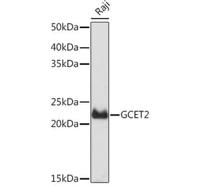 Western Blot - Anti-GCET2 Antibody [ARC2349] (A307376) - Antibodies.com