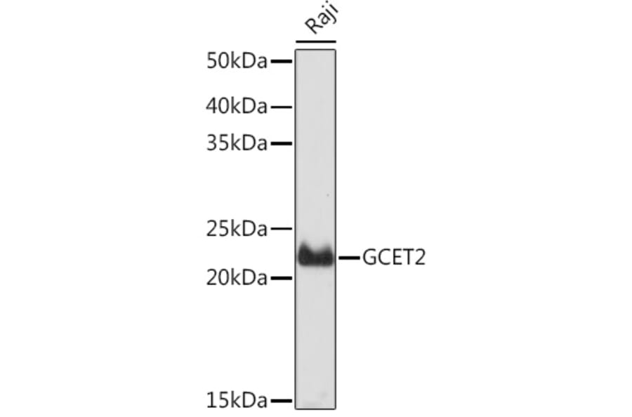 Western Blot - Anti-GCET2 Antibody [ARC2349] (A307376) - Antibodies.com