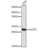Western Blot - Anti-GCET2 Antibody [ARC2349] (A307376) - Antibodies.com