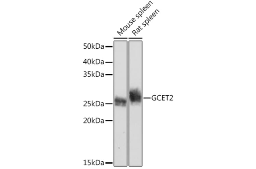 Western Blot - Anti-GCET2 Antibody [ARC2349] (A307376) - Antibodies.com