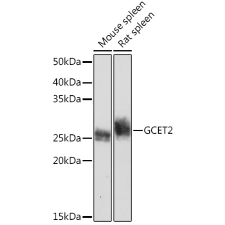 Western Blot - Anti-GCET2 Antibody [ARC2349] (A307376) - Antibodies.com
