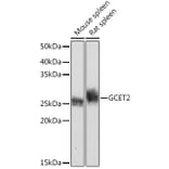 Western Blot - Anti-GCET2 Antibody [ARC2349] (A307376) - Antibodies.com