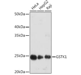 Western Blot - Anti-GSTK1 Antibody [ARC1689] (A307379) - Antibodies.com