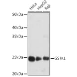 Western Blot - Anti-GSTK1 Antibody [ARC1689] (A307379) - Antibodies.com