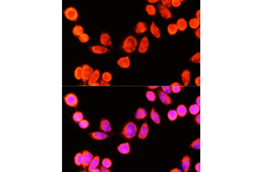 Immunofluorescence - Anti-GSTK1 Antibody (A307380) - Antibodies.com