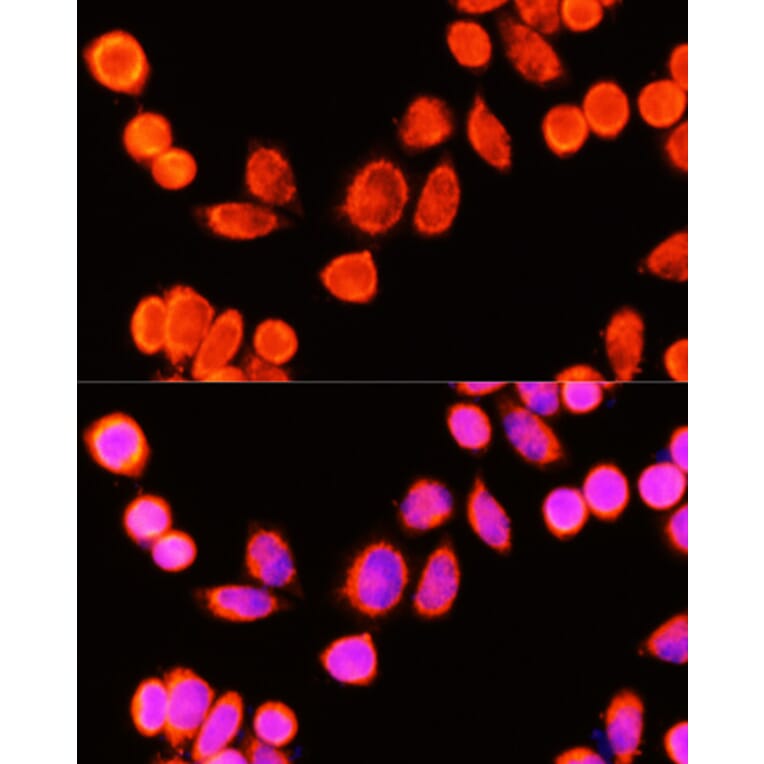 Immunofluorescence - Anti-GSTK1 Antibody (A307380) - Antibodies.com