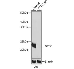 Western Blot - Anti-GSTK1 Antibody (A307381) - Antibodies.com