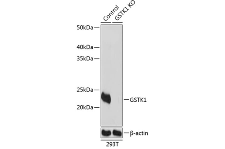 Western Blot - Anti-GSTK1 Antibody (A307381) - Antibodies.com