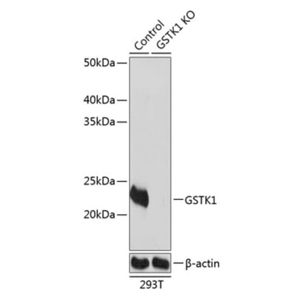 Western Blot - Anti-GSTK1 Antibody (A307381) - Antibodies.com