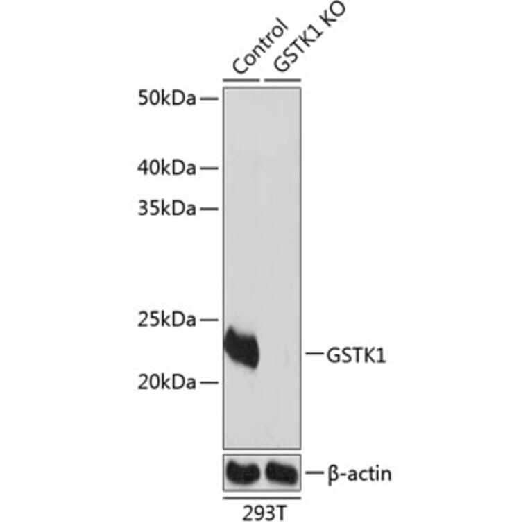 Western Blot - Anti-GSTK1 Antibody (A307381) - Antibodies.com