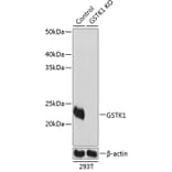Western Blot - Anti-GSTK1 Antibody (A307381) - Antibodies.com
