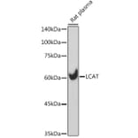 Western Blot - Anti-LCAT Antibody [ARC2383] (A307382) - Antibodies.com