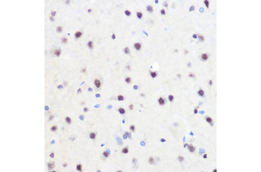 Immunohistochemistry - Anti-ZNF207/BUGZ Antibody (A307387) - Antibodies.com