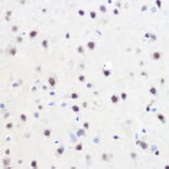 Immunohistochemistry - Anti-ZNF207/BUGZ Antibody (A307387) - Antibodies.com