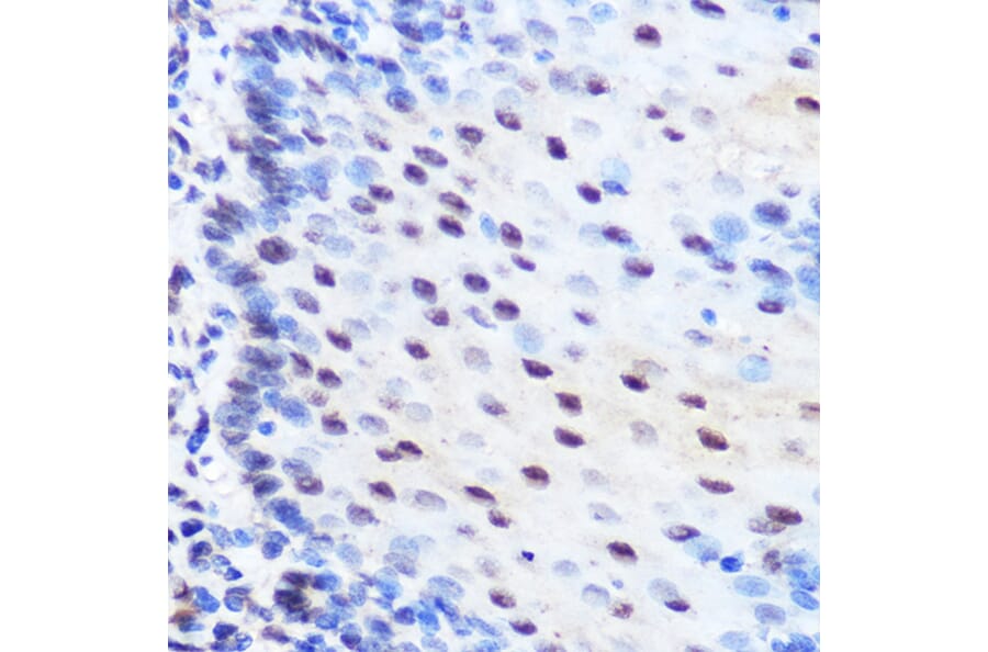 Immunohistochemistry - Anti-ZNF207/BUGZ Antibody (A307387) - Antibodies.com