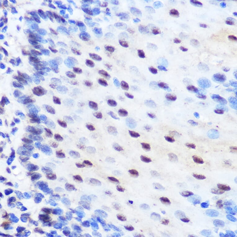 Immunohistochemistry - Anti-ZNF207/BUGZ Antibody (A307387) - Antibodies.com