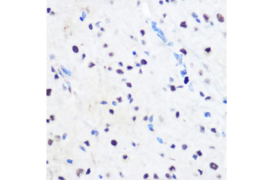 Immunohistochemistry - Anti-ZNF207/BUGZ Antibody (A307387) - Antibodies.com