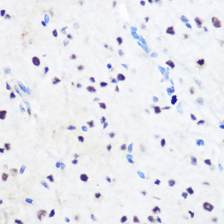 Immunohistochemistry - Anti-ZNF207/BUGZ Antibody (A307387) - Antibodies.com