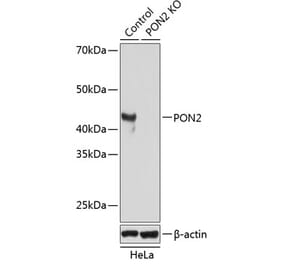 Western Blot - Anti-PON2 Antibody (A307389) - Antibodies.com