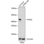 Western Blot - Anti-PON2 Antibody (A307389) - Antibodies.com