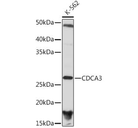 Western Blot - Anti-CDCA3 Antibody [ARC2135] (A307391) - Antibodies.com