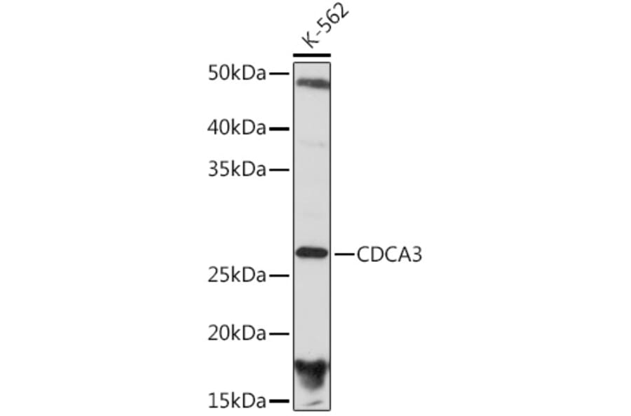 Western Blot - Anti-CDCA3 Antibody [ARC2135] (A307391) - Antibodies.com