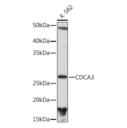 Western Blot - Anti-CDCA3 Antibody [ARC2135] (A307391) - Antibodies.com