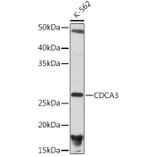 Western Blot - Anti-CDCA3 Antibody [ARC2135] (A307391) - Antibodies.com