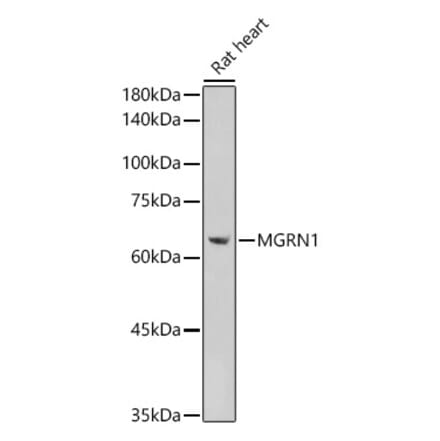 Western Blot - Anti-MGRN1 Antibody (A307392) - Antibodies.com