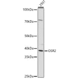Western Blot - Anti-OSR2 Antibody (A307393) - Antibodies.com