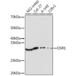 Western Blot - Anti-OSR1 Antibody (A307394) - Antibodies.com