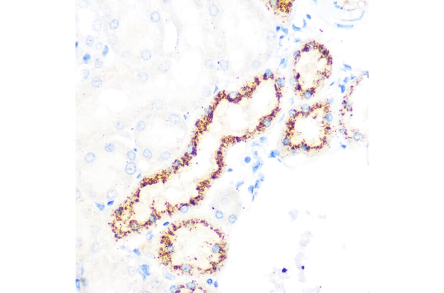 Immunohistochemistry - Anti-OSR1 Antibody (A307394) - Antibodies.com