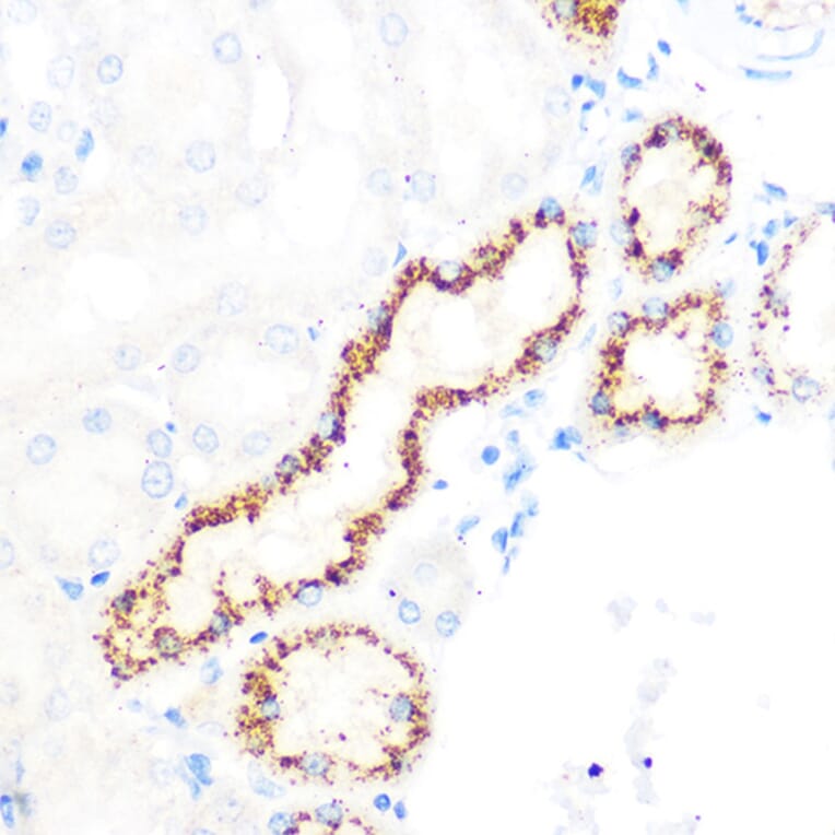 Immunohistochemistry - Anti-OSR1 Antibody (A307394) - Antibodies.com